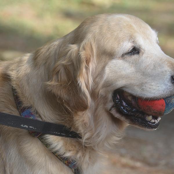 Internado Canino