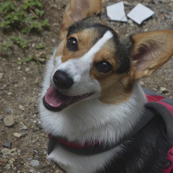 Cursos perros ansiosos, agresivos y con fobias